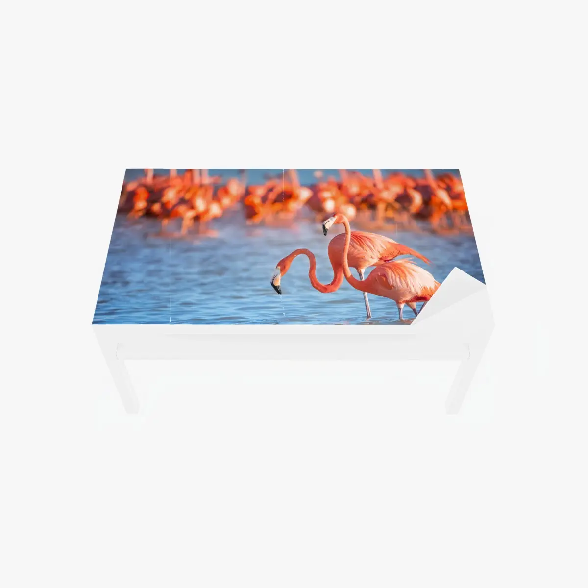 Tischaufkleber und Schreibtischaufkleber anmutige flamingos im flachen wasser – Pixers®