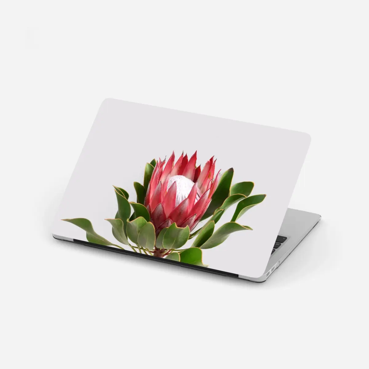 Laptop-Aufkleber rosa protea auf neutralem hintergrund – Pixers®