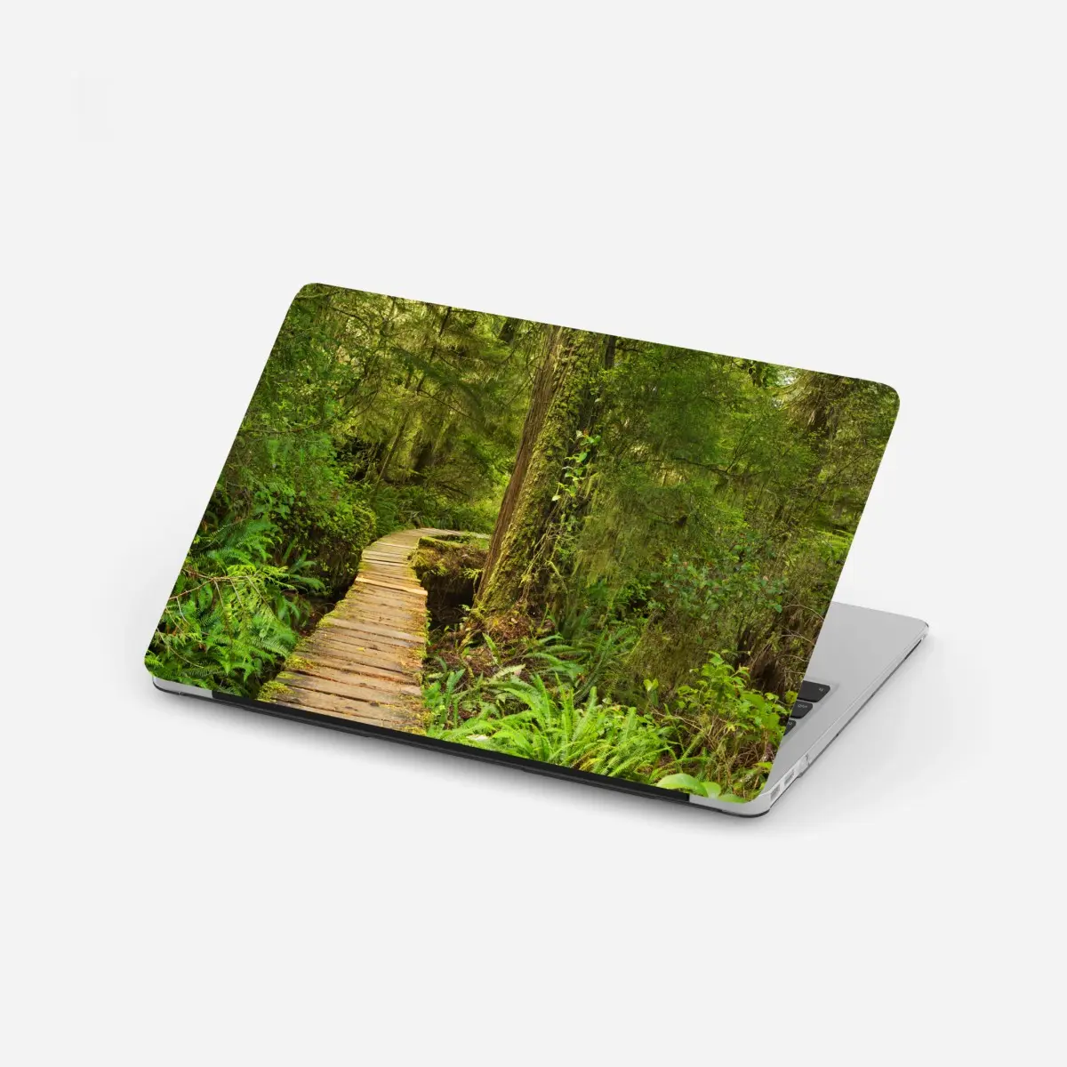 Laptop-Aufkleber steg im Pacific Rim regenwald – Pixers®