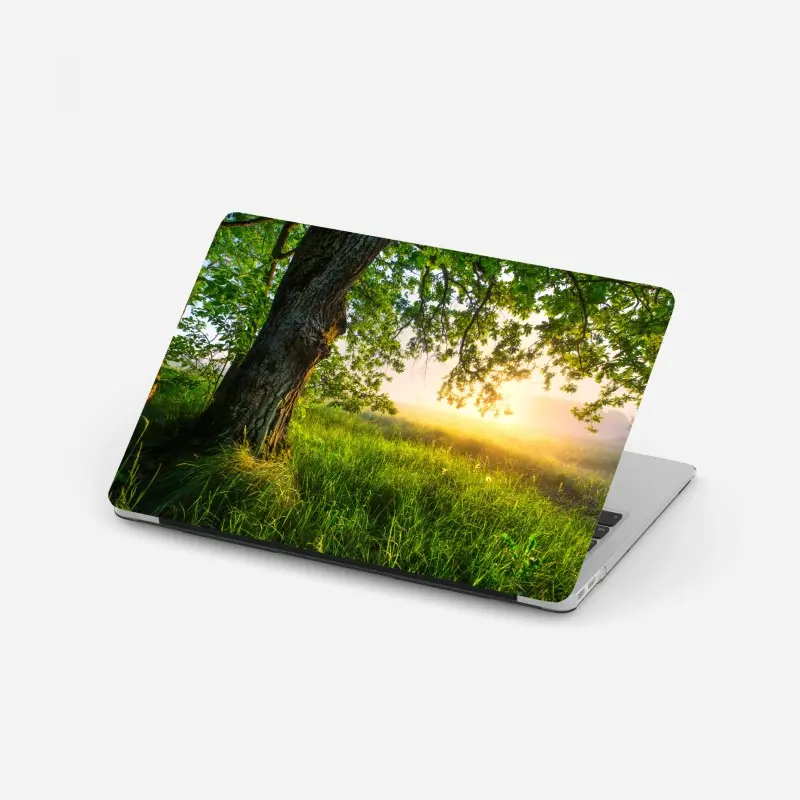 Laptop-Aufkleber morgendliche eiche auf sonnenbeschienener wiese
