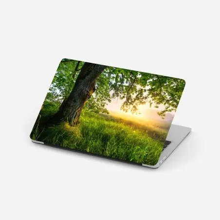 Laptop-Aufkleber morgendliche eiche auf sonnenbeschienener wiese – Pixers®