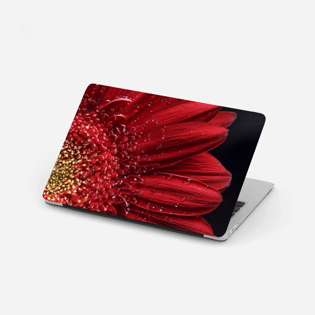Laptop-Aufkleber rote gerbera makro mit wassertropfen – Pixers®