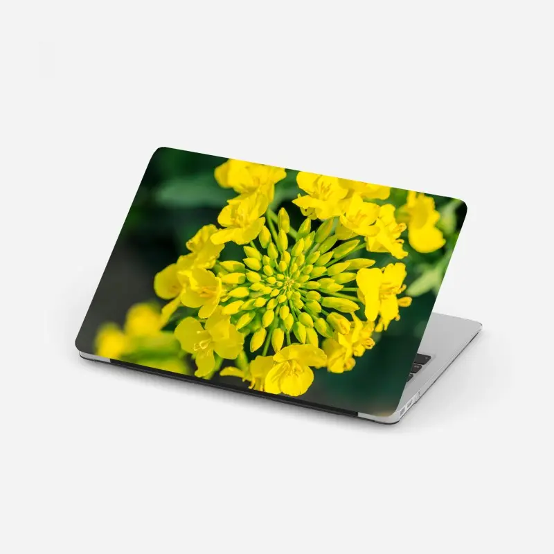 Laptop-Aufkleber lebhafte gelbe rapsblüte im nahen makro