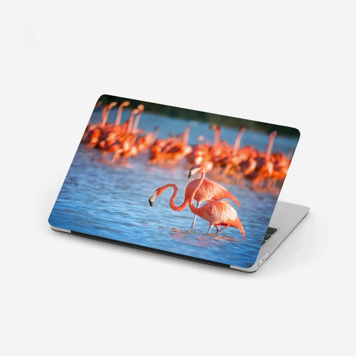 Laptop-Aufkleber anmutige flamingos im flachen wasser – Pixers®