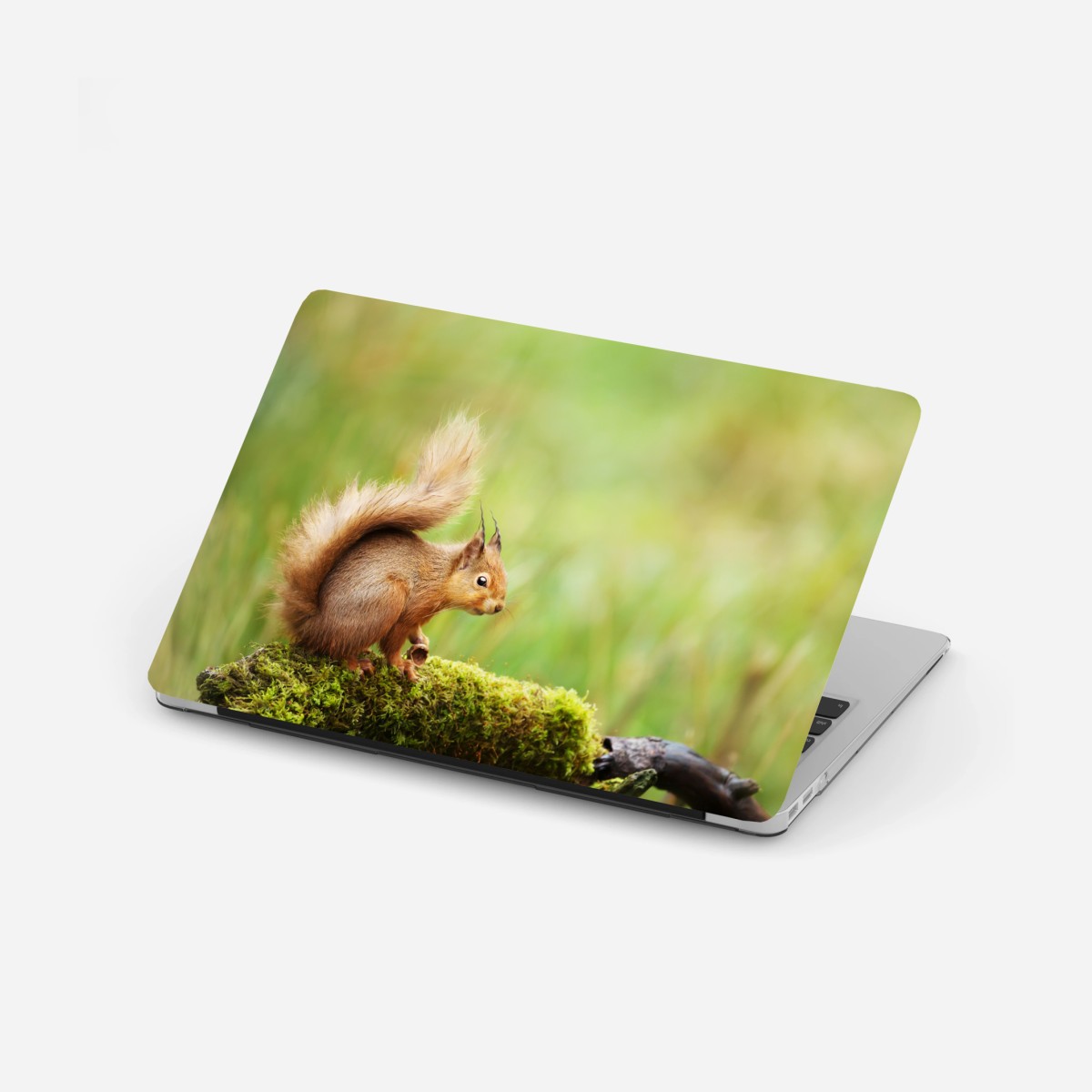 Laptop-Aufkleber rotes eichhörnchen auf moosigem stamm – Pixers®