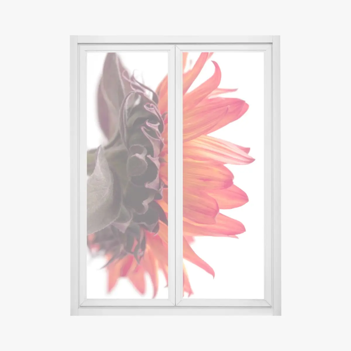 Fensteraufkleber intensive orange sonnenblume nahaufnahme – Pixers®