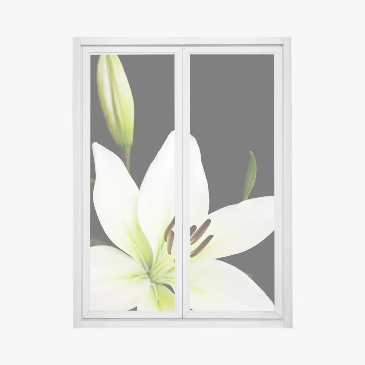 Fensteraufkleber weiße lilie vor schwarzem hintergrund – Pixers®