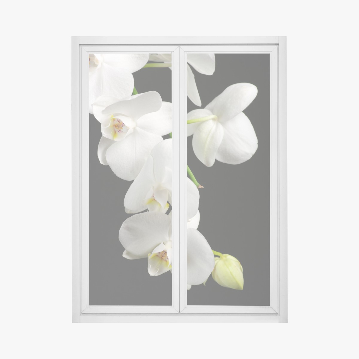 Fensteraufkleber weißer orchideenzweig vor schwarzem hintergrund – Pixers®