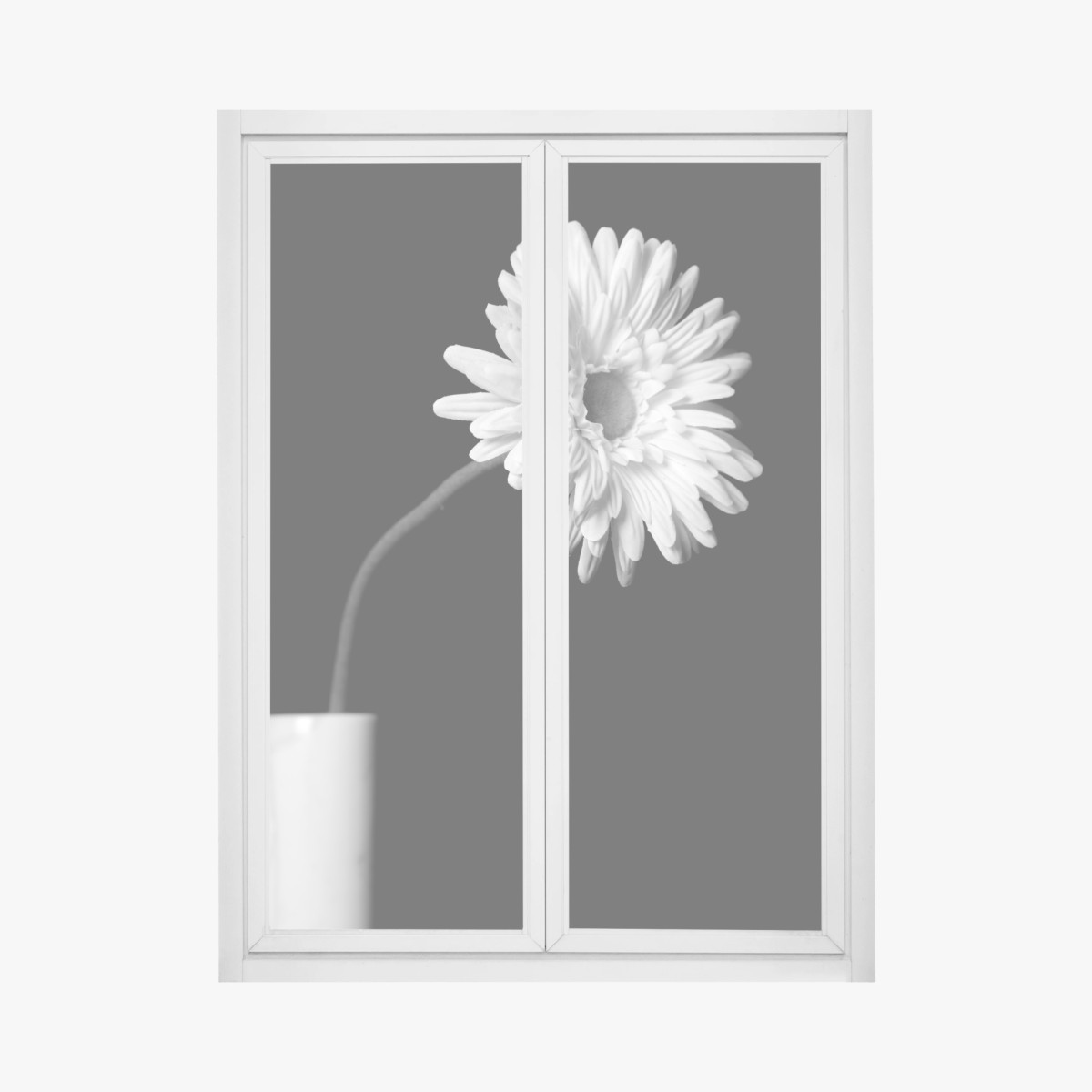 Fensteraufkleber weiße gerbera vor schwarzem hintergrund – Pixers®