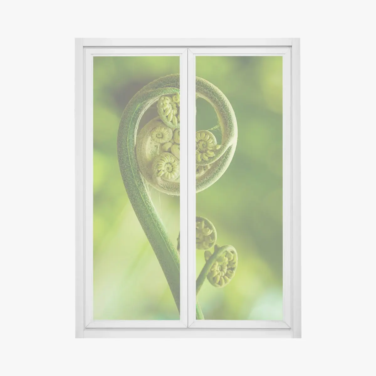Fensteraufkleber grüne farnknospe makroaufnahme – Pixers®