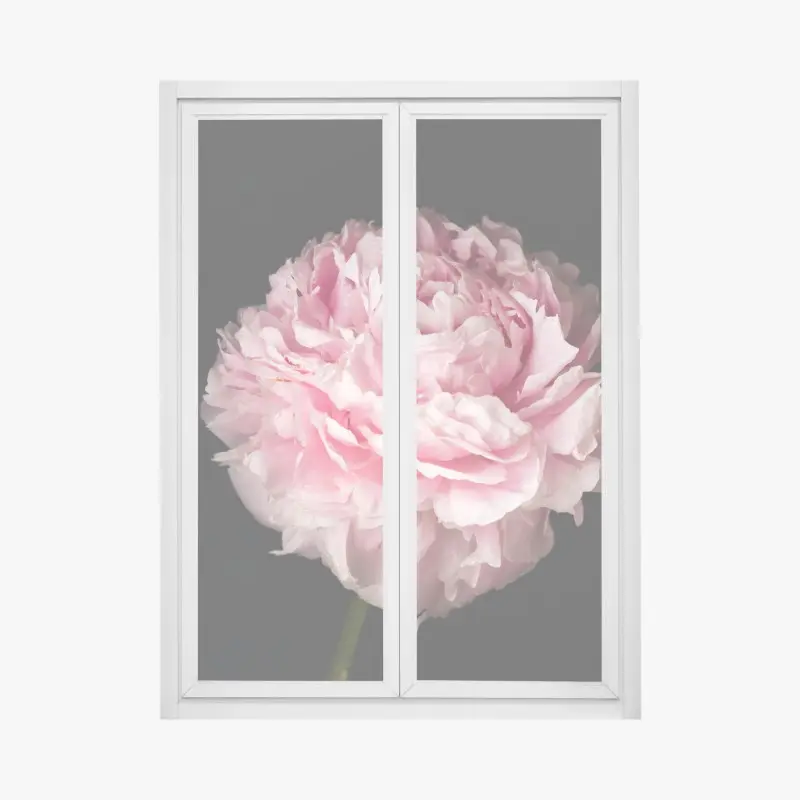 Fensteraufkleber zarte rosa pfingstrose nahaufnahme
