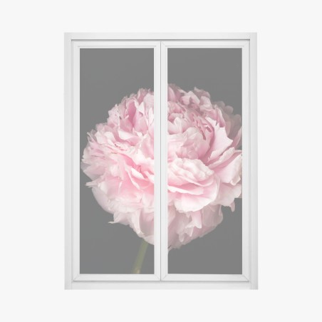 Fensteraufkleber zarte rosa pfingstrose nahaufnahme – Pixers®