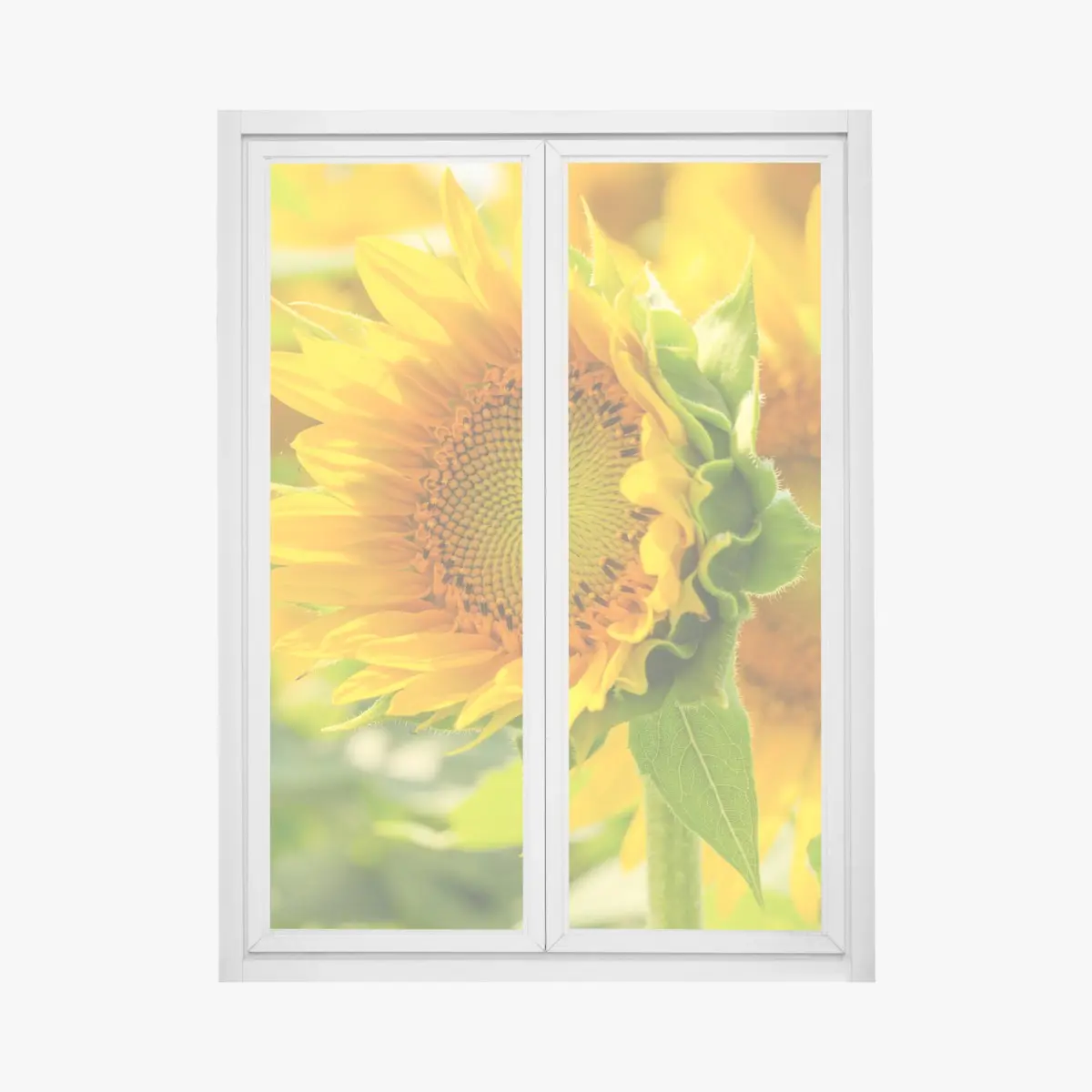 Fensteraufkleber sonnenblume nahaufnahme – Pixers®