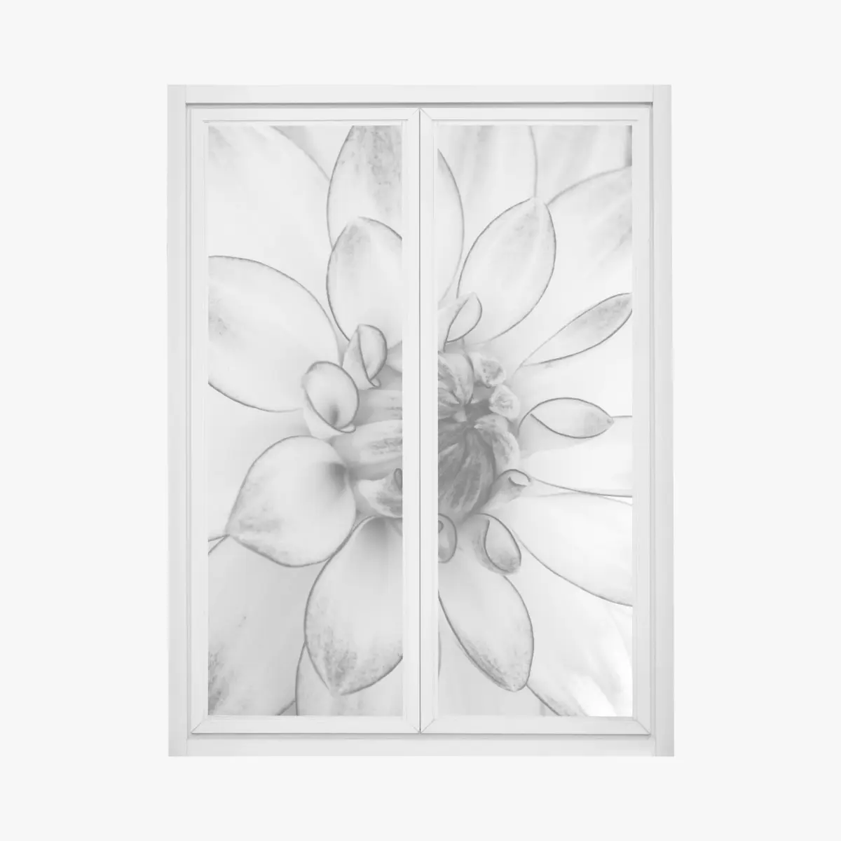 Fensteraufkleber monochrome nahaufnahme einer dahlie – Pixers®