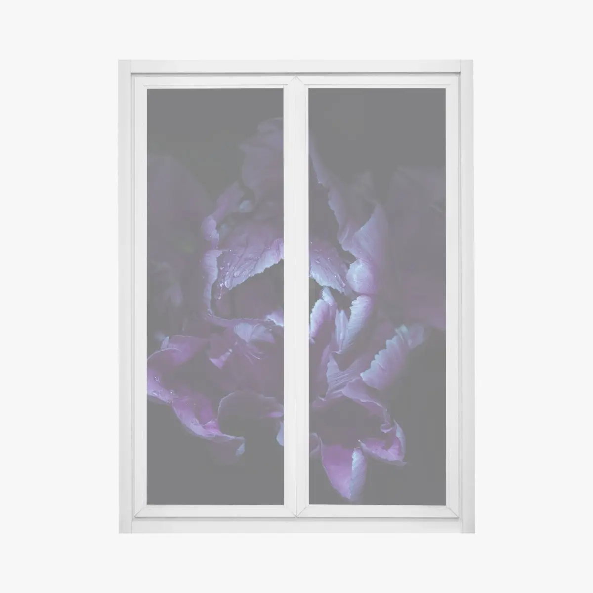 Fensteraufkleber lila tulpe im ultravioletten licht – Pixers®