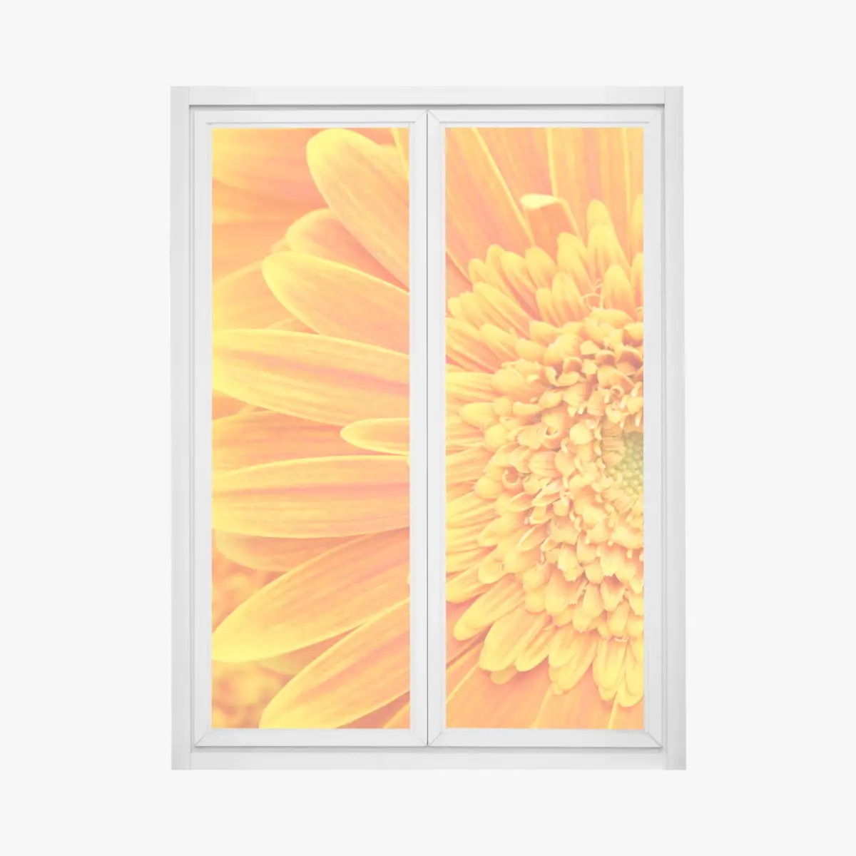Fensteraufkleber leuchtende orange gerbera in makro – Pixers®