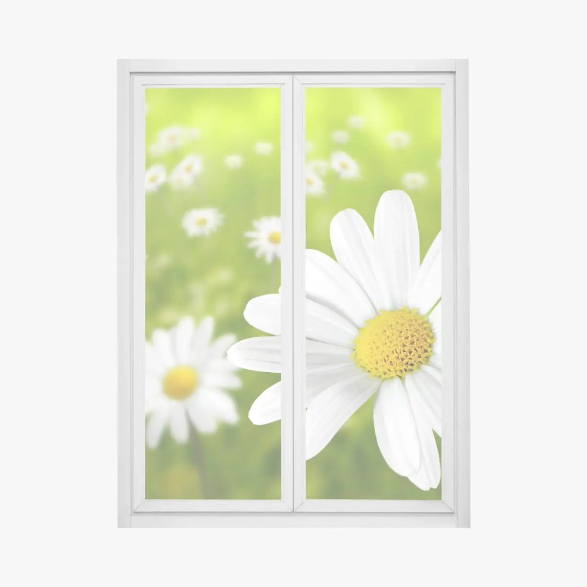 Fensteraufkleber weiße gänseblümchen auf der wiese – Pixers®