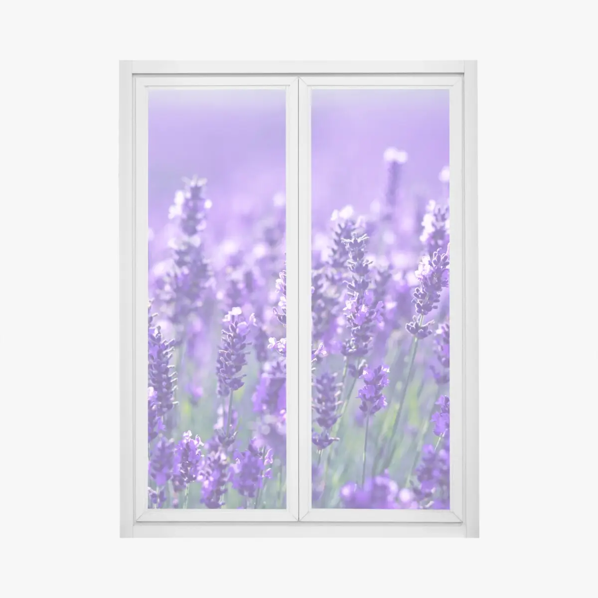 Fensteraufkleber lavendelfeld nahaufnahme – Pixers®