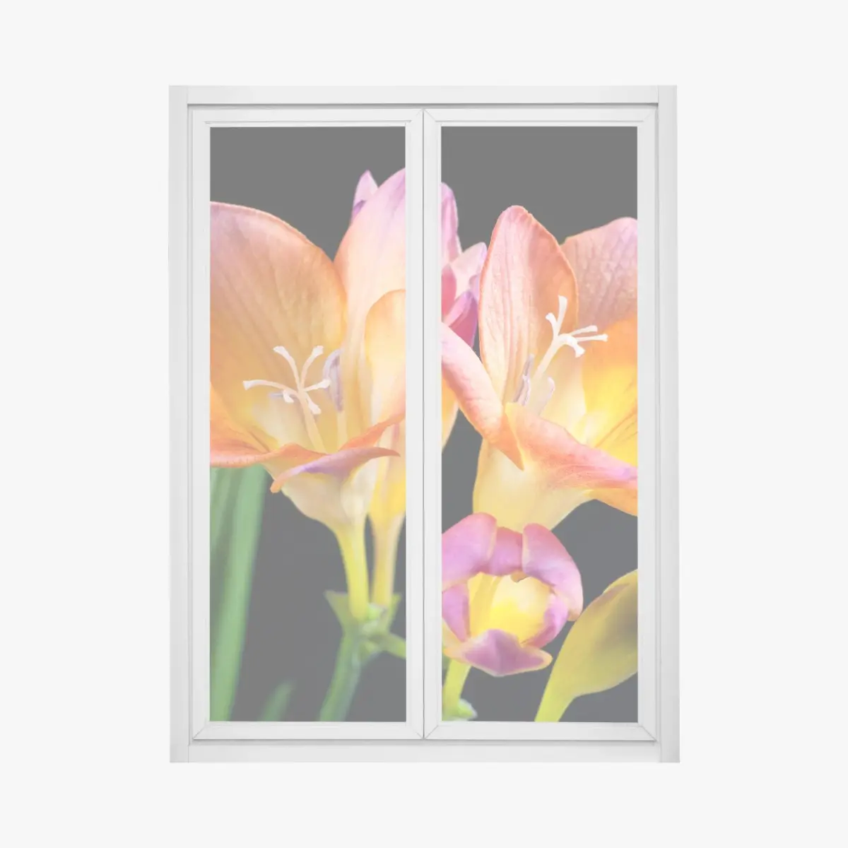 Fensteraufkleber leuchtende orange freesien vor schwarzem hintergrund – Pixers®