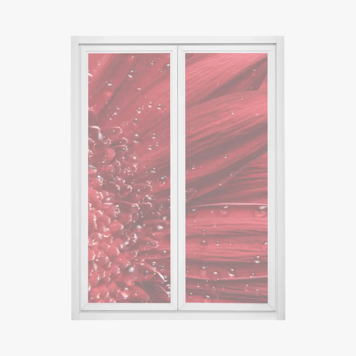 Fensteraufkleber rote gerbera makro mit wassertropfen – Pixers®
