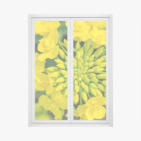 Fensteraufkleber lebhafte gelbe rapsblüte im nahen makro – Pixers®