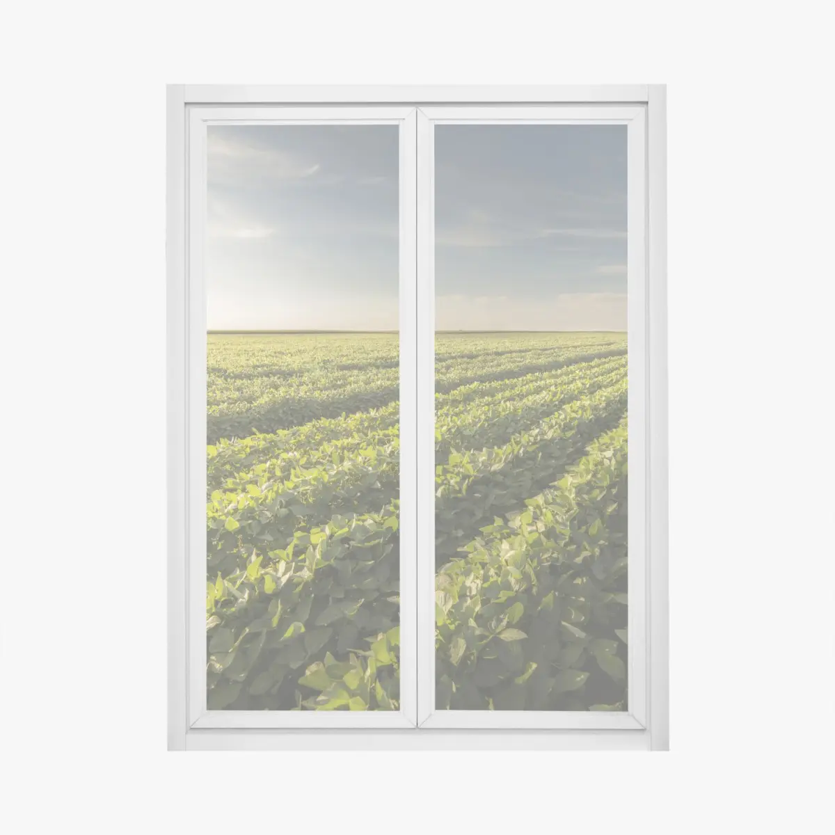 Fensteraufkleber sonnenbeschienenes sojafeld bei sonnenuntergang – Pixers®