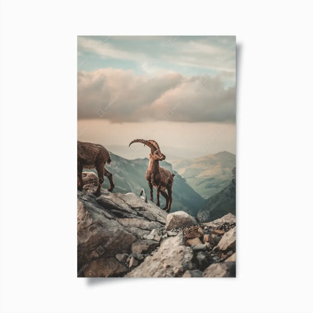 Poster alpensteinbock auf felsigem kamm – Pixers®