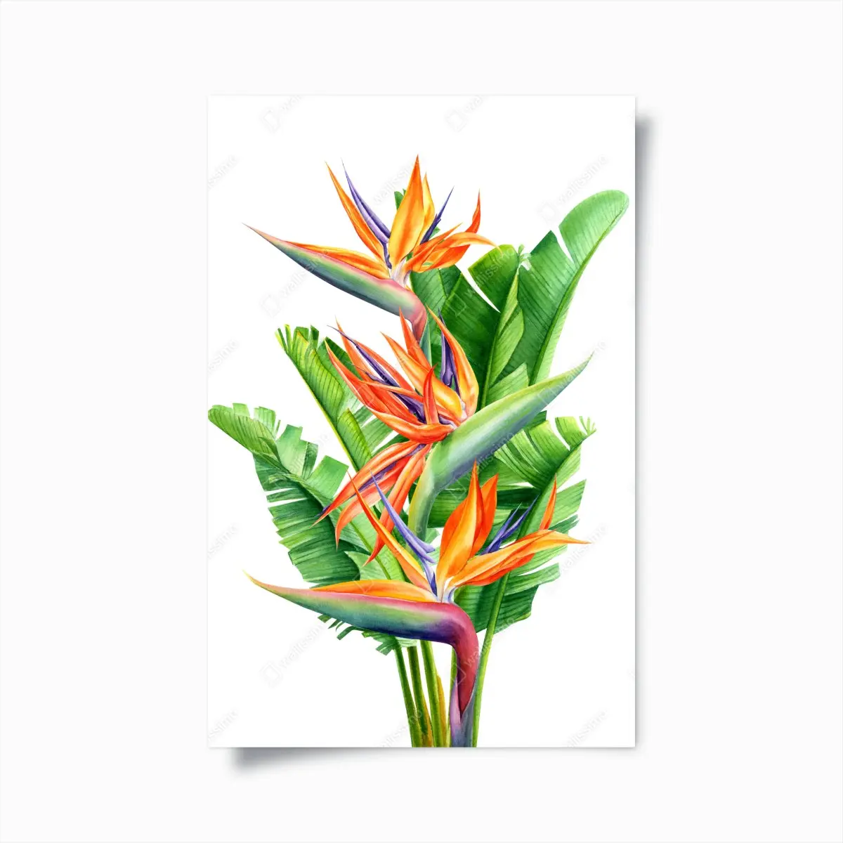 Poster bunte strelitzie mit tropischen blättern – Pixers®