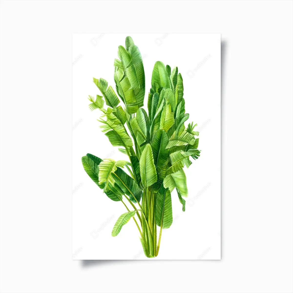 Poster tropische bananenblätter in aquarell – Pixers®