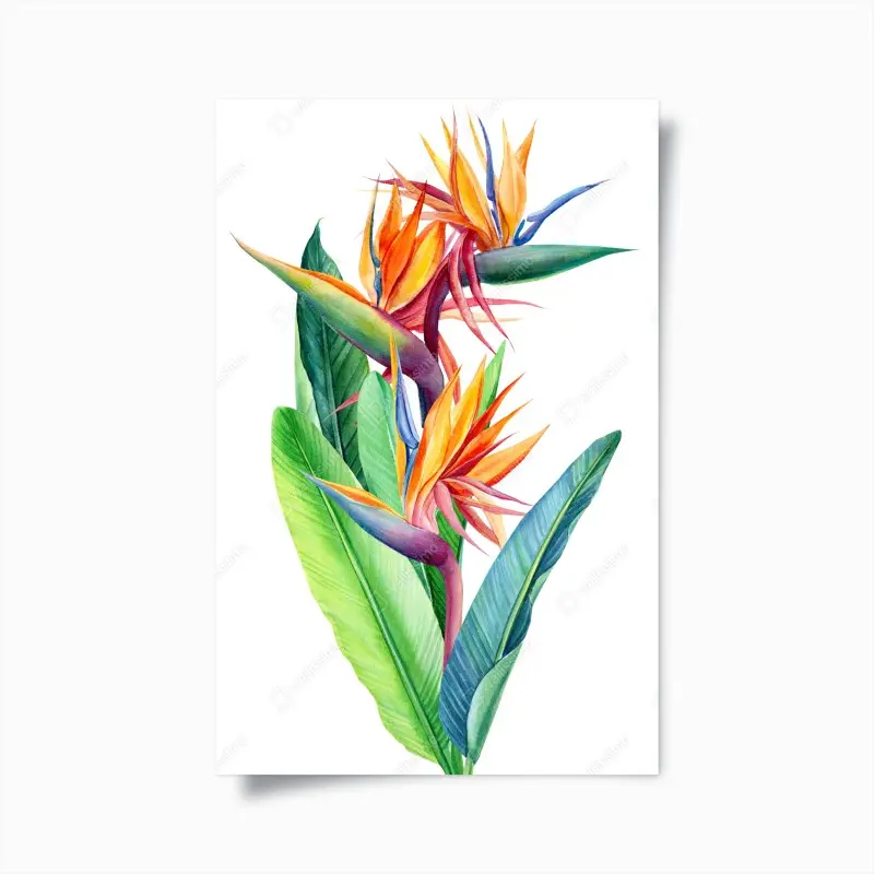 Poster farbenfrohe strelitzie aquarell botanisches bild