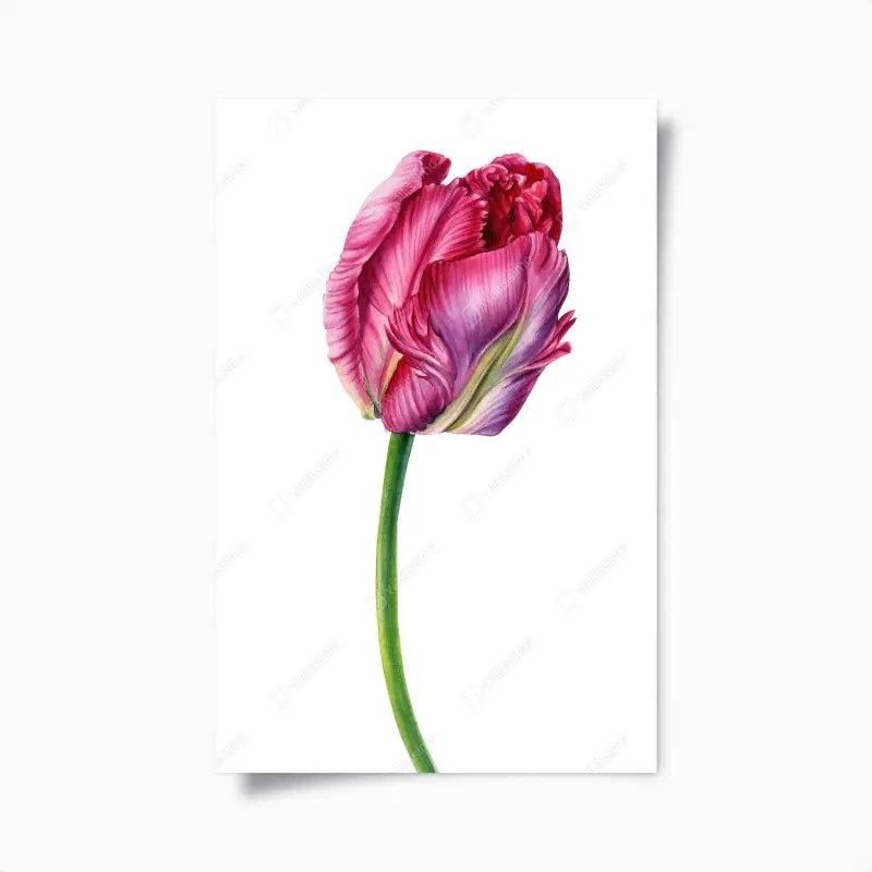 Poster rosa tulpe aquarell botanische illustration