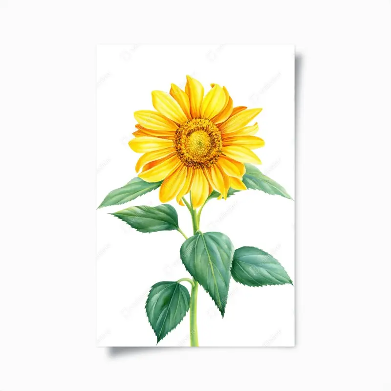 Poster sonnenblume in aquarell