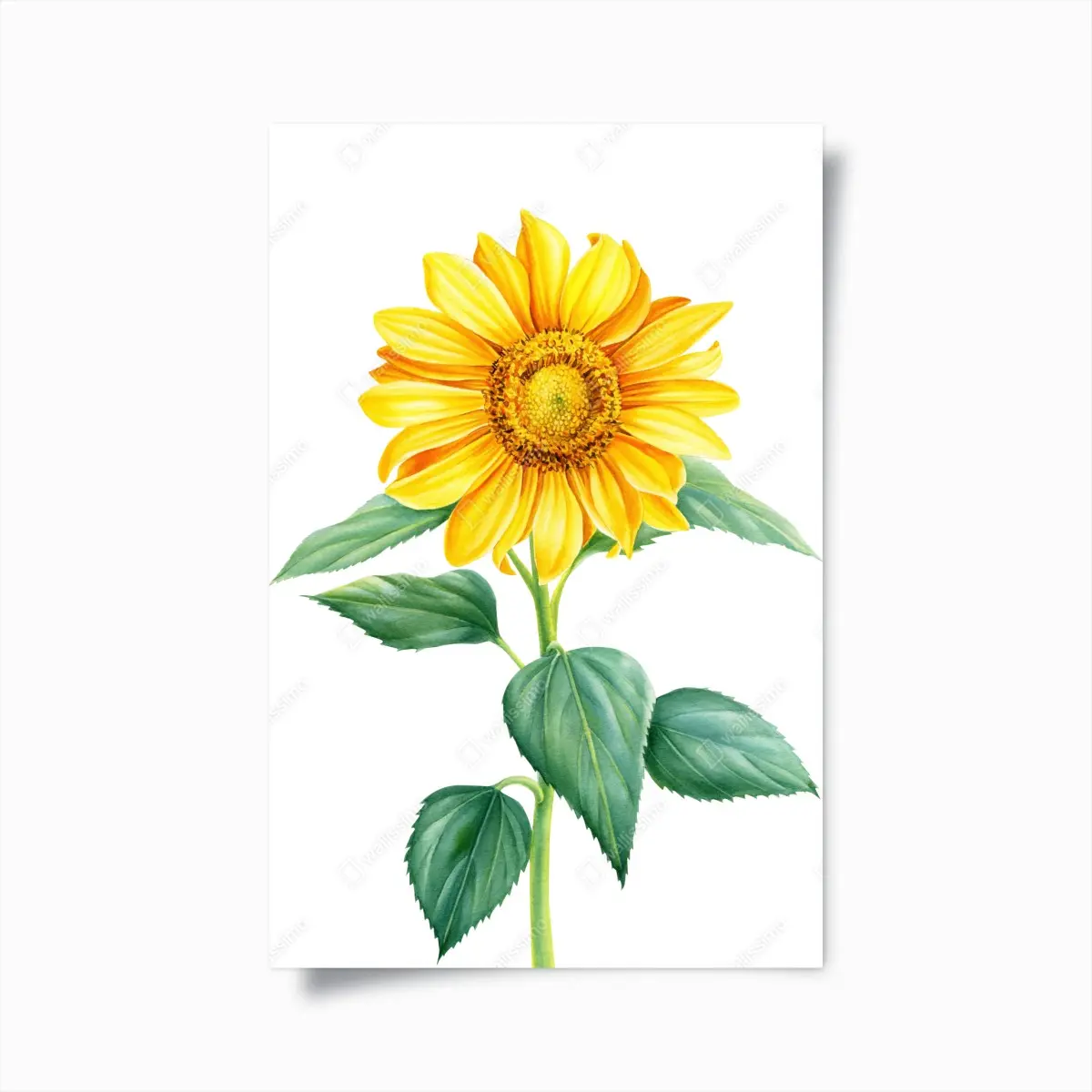 Poster sonnenblume in aquarell – Pixers®