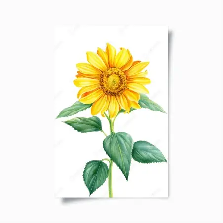 Poster sonnenblume in aquarell – Pixers®