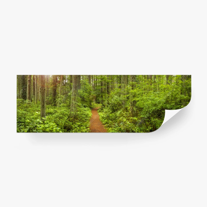Fototapete friedlicher waldpfad