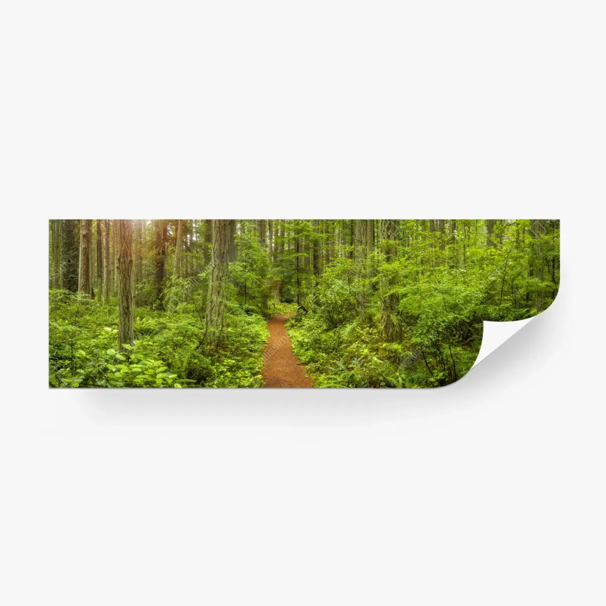 Fototapete friedlicher waldpfad – Pixers®