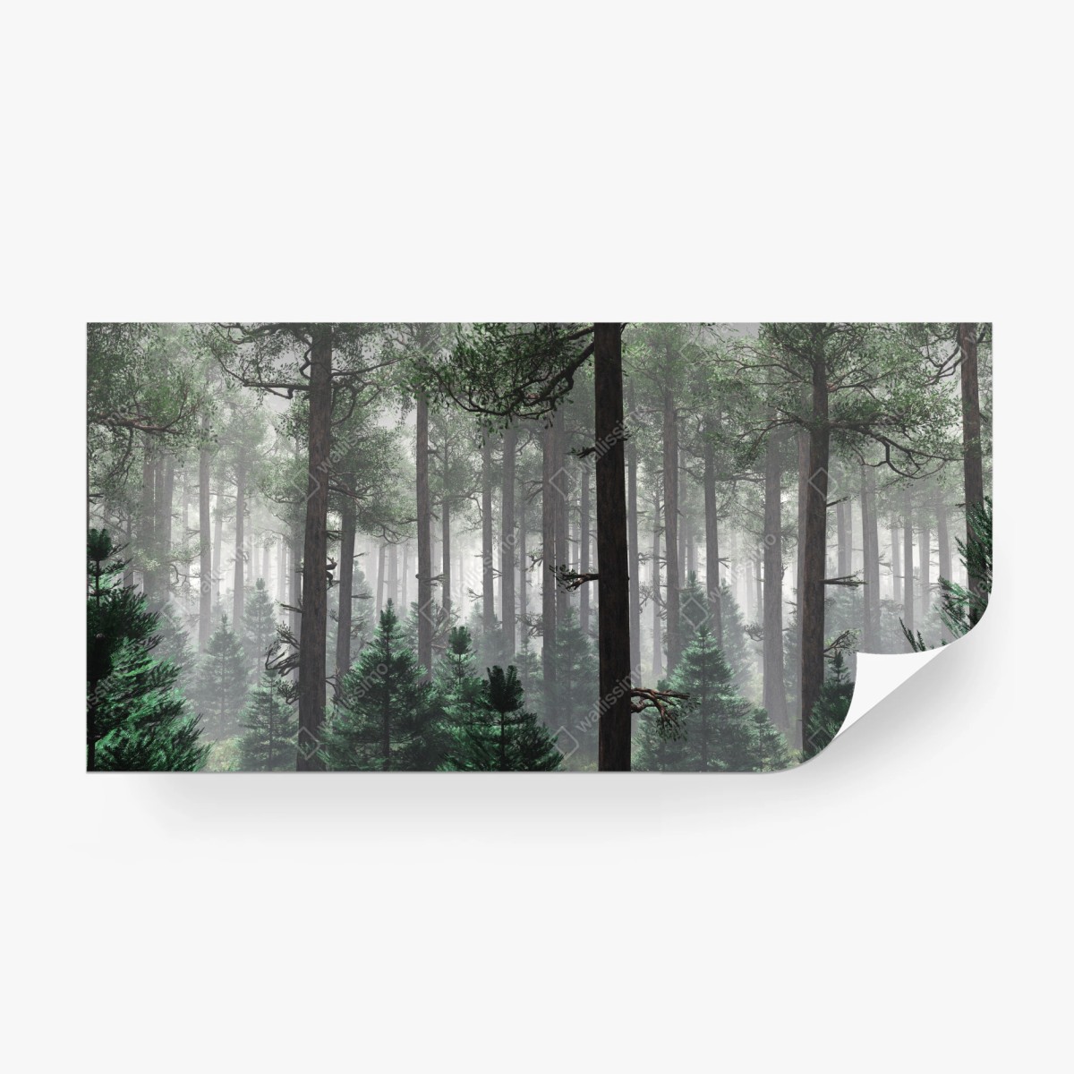 Fototapete nebliger immergrüner wald – Pixers®