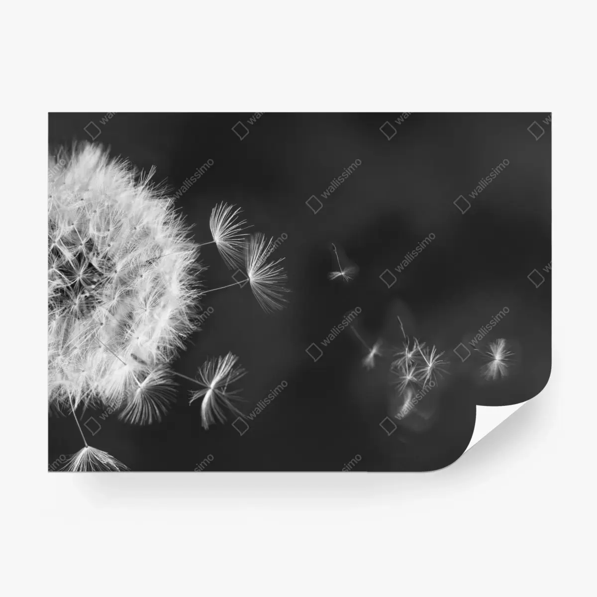 Fototapete schwebende löwenzahnsamen – Pixers®