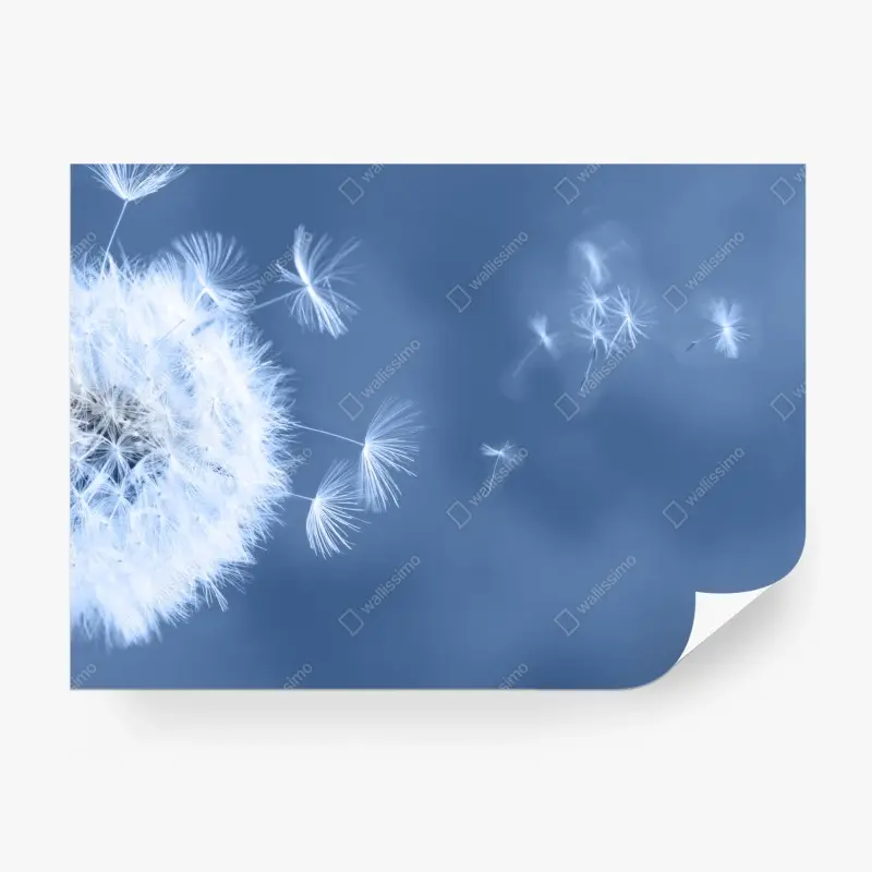 Fototapete zarte löwenzahnsamen in blau