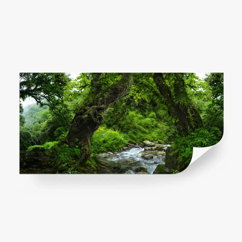 Fototapete moosiger waldbach panorama