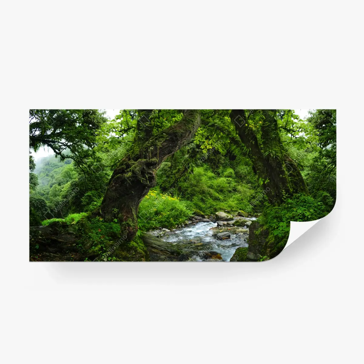 Fototapete moosiger waldbach panorama – Pixers®