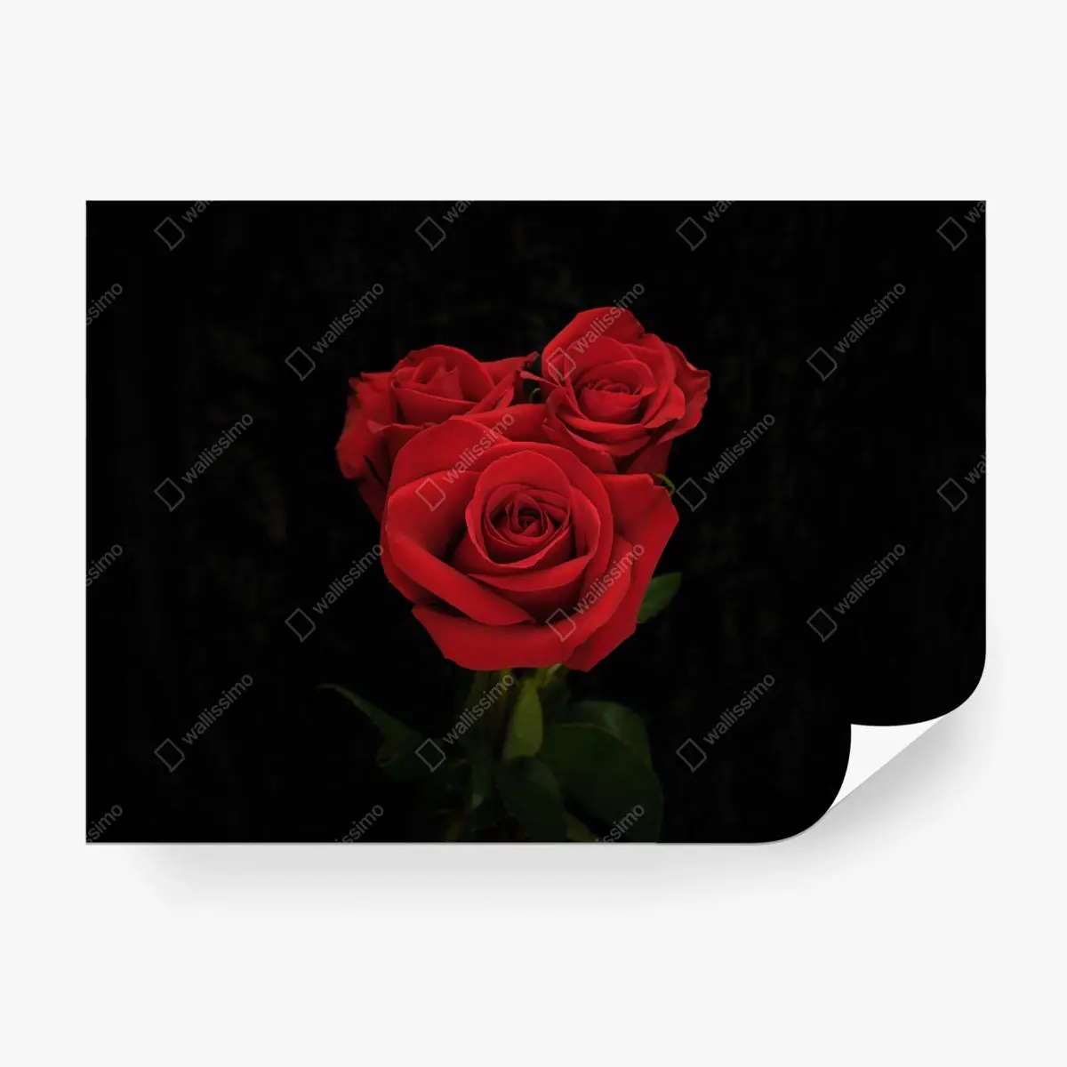 Fototapete rote rosen vor schwarzem hintergrund – Pixers®