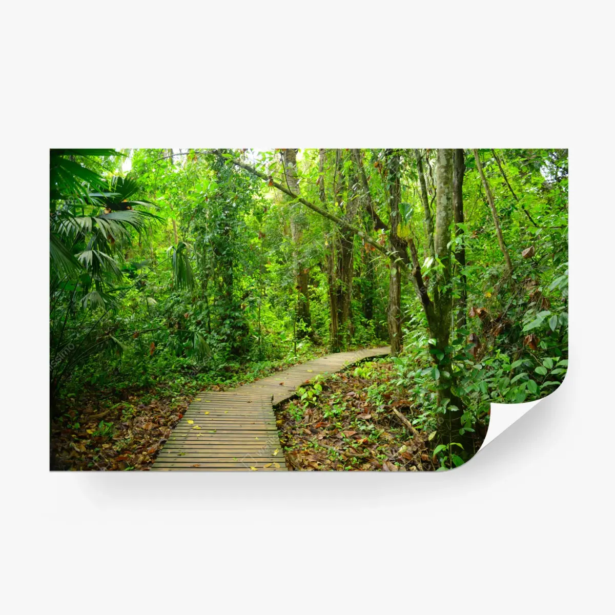 Fototapete tropischer steg im üppigen wald – Pixers®