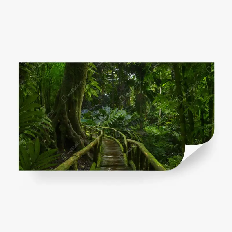 Fototapete ruhiger dschungelsteg durch üppigen regenwald