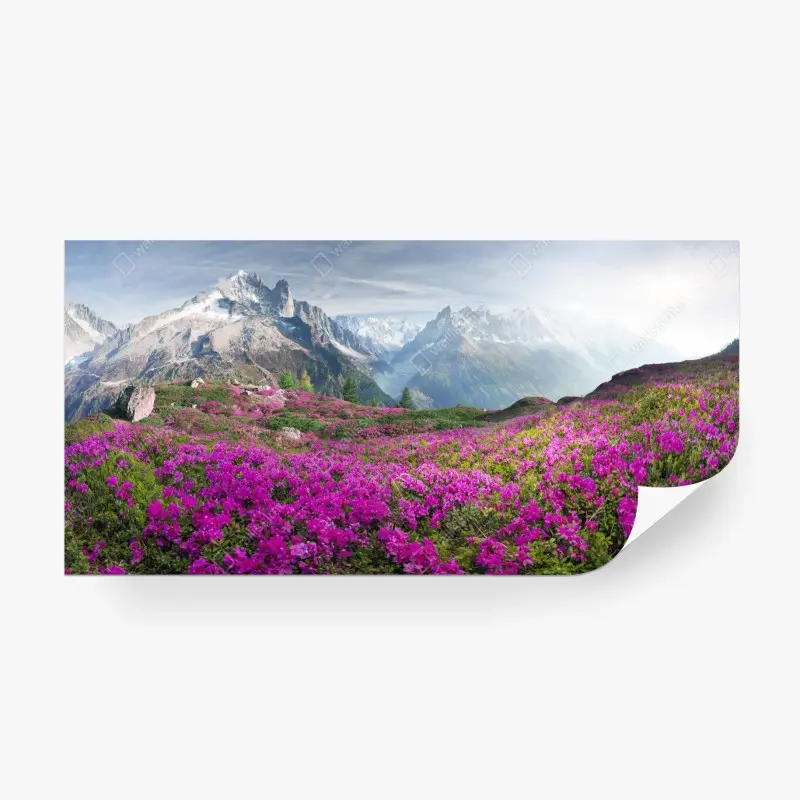 Fototapete alpine rhododendronwiese bei Mont Blanc