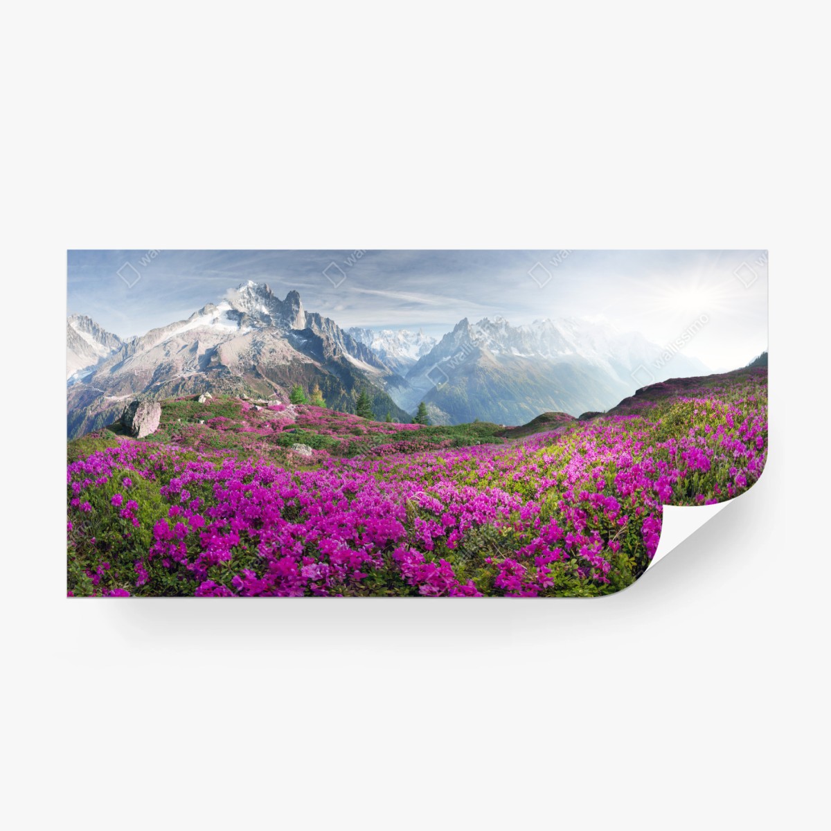 Fototapete alpine rhododendronwiese bei Mont Blanc – Pixers®