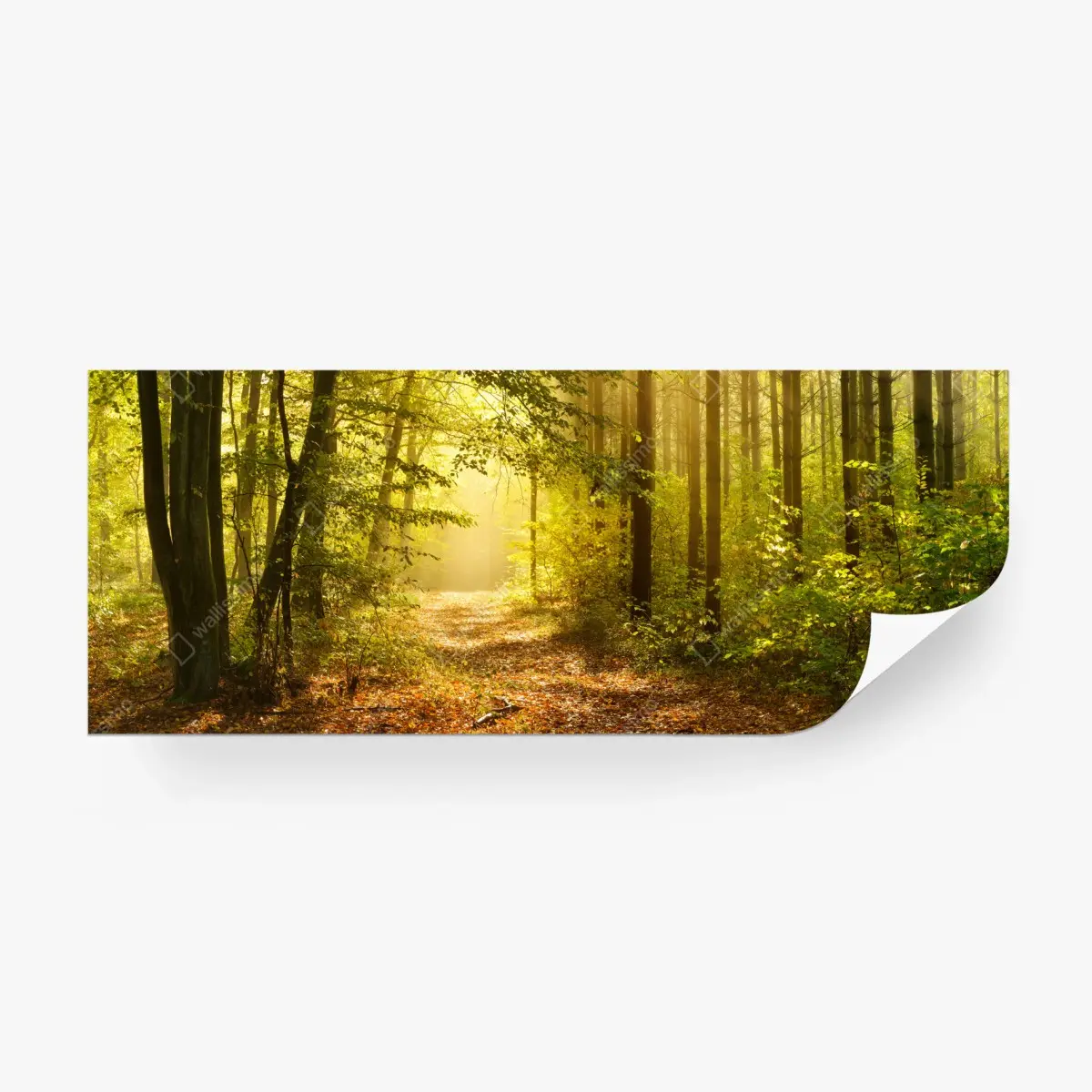 Fototapete sonnenbeschienener waldweg im herbst – Pixers®