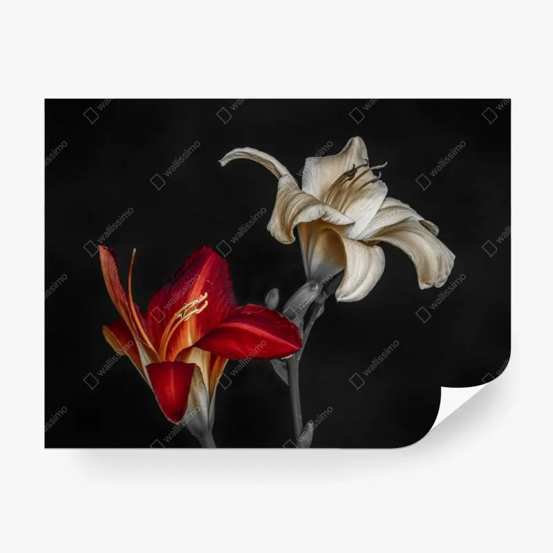Fototapete dramatische rote und cremefarbene lilien auf schwarzem hintergrund