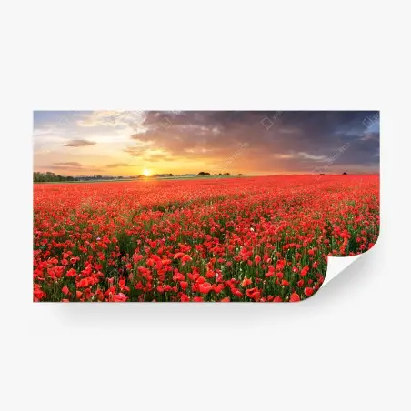 Fototapete mohnfeld im sonnenuntergang – Pixers®