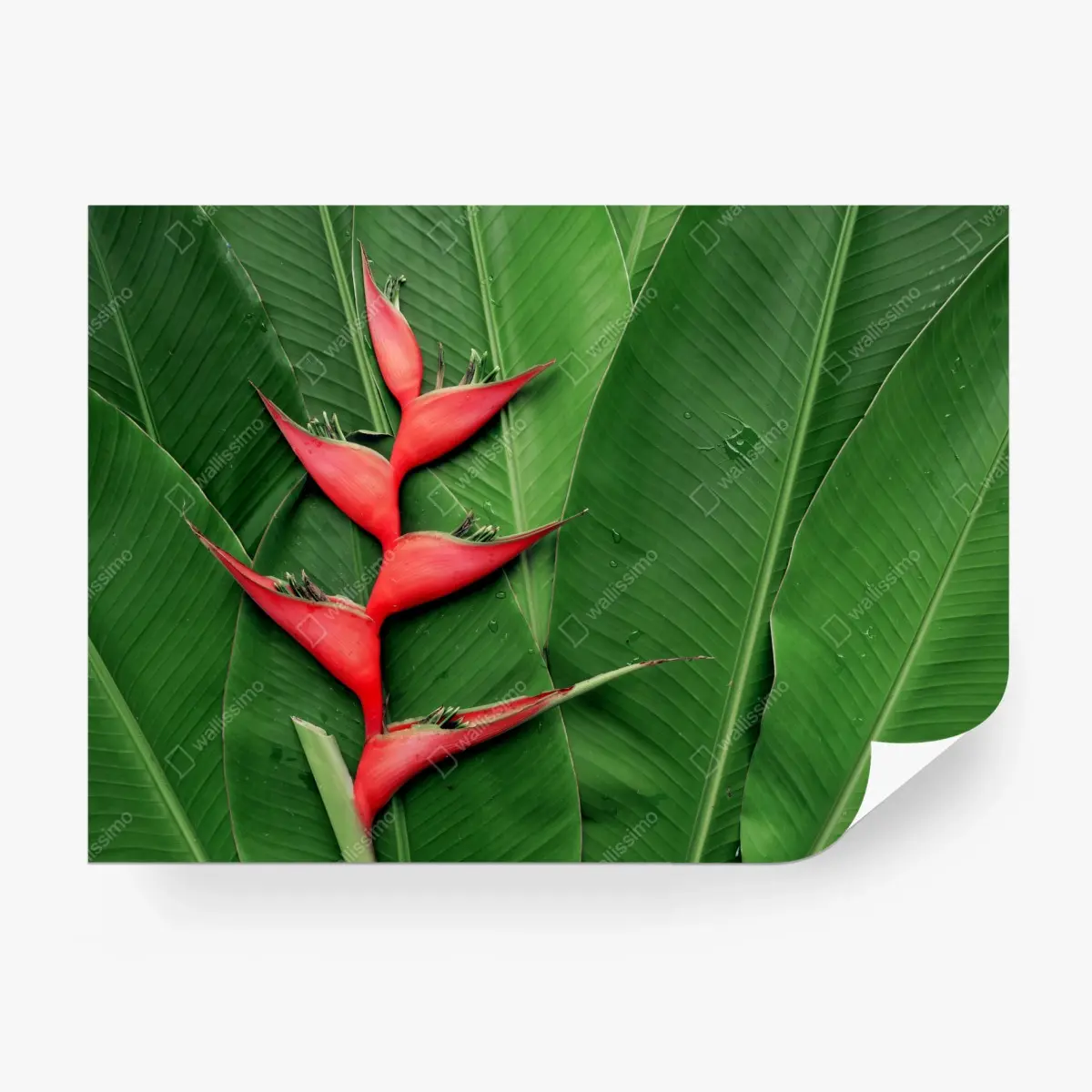 Fototapete leuchtende heliconia auf tropischen blättern – Pixers®